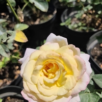 Rosa (Храстовидна роза) МИКС