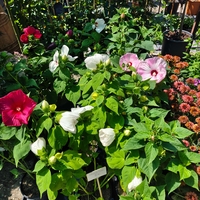 Hibiscus moscheutos 'Luna'