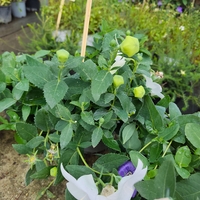 Platycodon grandiflorus (Платикодон)
