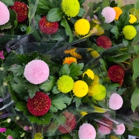 Chrysanthemum × morifolium – Pompon Group (Топчеста хризантема)