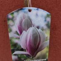 Мagnolia soulangeana Аlexandrina