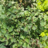 Sedum spurium 'Tricolor'