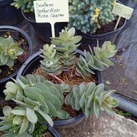 Sedum Seduction Rose