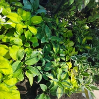 Hosta