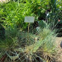 Festuca glauca (Синя власатка)