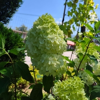 Hydrangea paniculata 'Bonfire'
