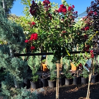 Lagerstroemia indica ‘Red Magic’ – на присадка