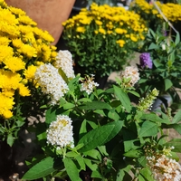 Buddleja mini (Компактна будлея)