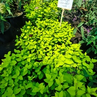 Spiraea japonica 'Goldmound'