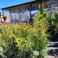 Thuja occidentalis Brabant