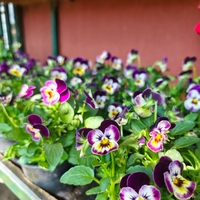 Viola × wittrockiana (Градинска теменужка)