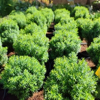 Thuja occidentalis ‘Teddy’ (Туя Теди)