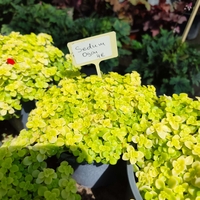 Sedum makinoi 'Ogon'