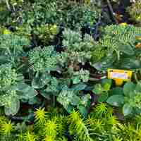 Sedum 'Hot Stuff'