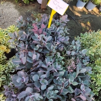 Sedum cauticola Red canyon