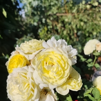 Rosa spp. – щамбова роза (Роза на присадка)