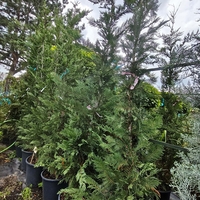 Cuprocyparis leylandii 'Pyramidalis'