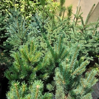 Picea pungens (Сребрист смърч)