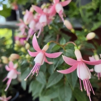 Fuchsia ( обички )