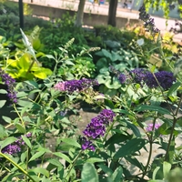 Buddleja davidii (Будлея, Пеперуден храст)