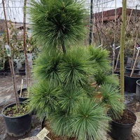 Pinus x schwerinii 'Wiethorst'