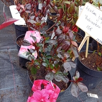Azalea japonica Rubinstern