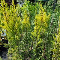 Cupressocyparis 'Goldcrest' (Лимонов кипарис)