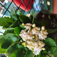 Kalanchoe blossfeldiana (Каланхое)