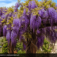 Wisteria floribunda 'Black Dragon' (Глициния 'Black Dragon')