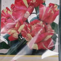 Храстовидна роза на гол корен