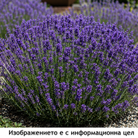 Lavandula angustifolia 'Hidcote'