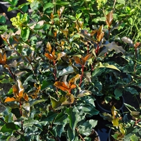 Photinia × fraseri ‘Magical Volcano’