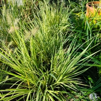 Acorus gramineus ‘Argenteostriatus’