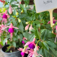 Fuchsia ( обички )