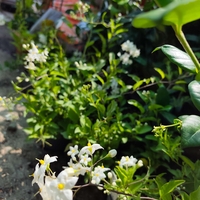 Solanum jasminoides (Картофен жасмин)
