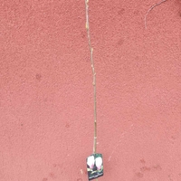 Magnolia soulangeana Amabilis