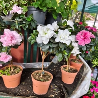 Rhododendron simsii – щамбова форма (Стайна азалия – мини дръвче)