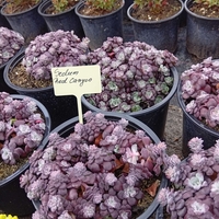Sedum cauticola Red canyon
