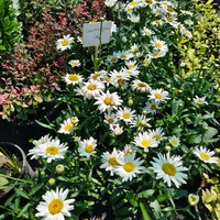 Leucanthemum × superbum (Градинска маргарита)