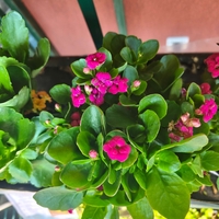 Kalanchoe blossfeldiana (Каланхое)