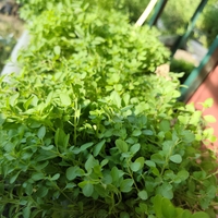 Origanum vulgare ( риган )