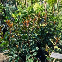 Photinia × fraseri ‘Magical Volcano’