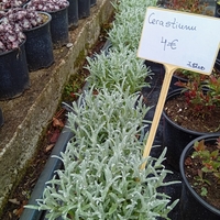 Cerastium tomentosum