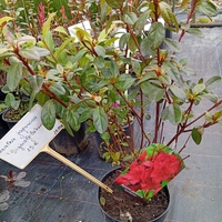 Azalea Japonica Signalgluten