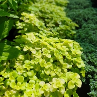 Sedum makinoi 'Ogon'