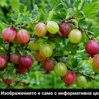 Ribes uva-crispa (Цариградско грозде)