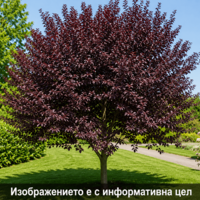 Prunus cerasifera 'Nigra' (Червенолистна джанка)