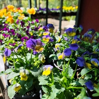 Viola × wittrockiana (Градинска теменужка)