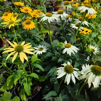 Echinacea purpurea (Ехинацея)