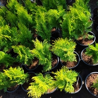 Thuja orientalis ‘Aurea Nana’ (Туя Ауреа Нана)